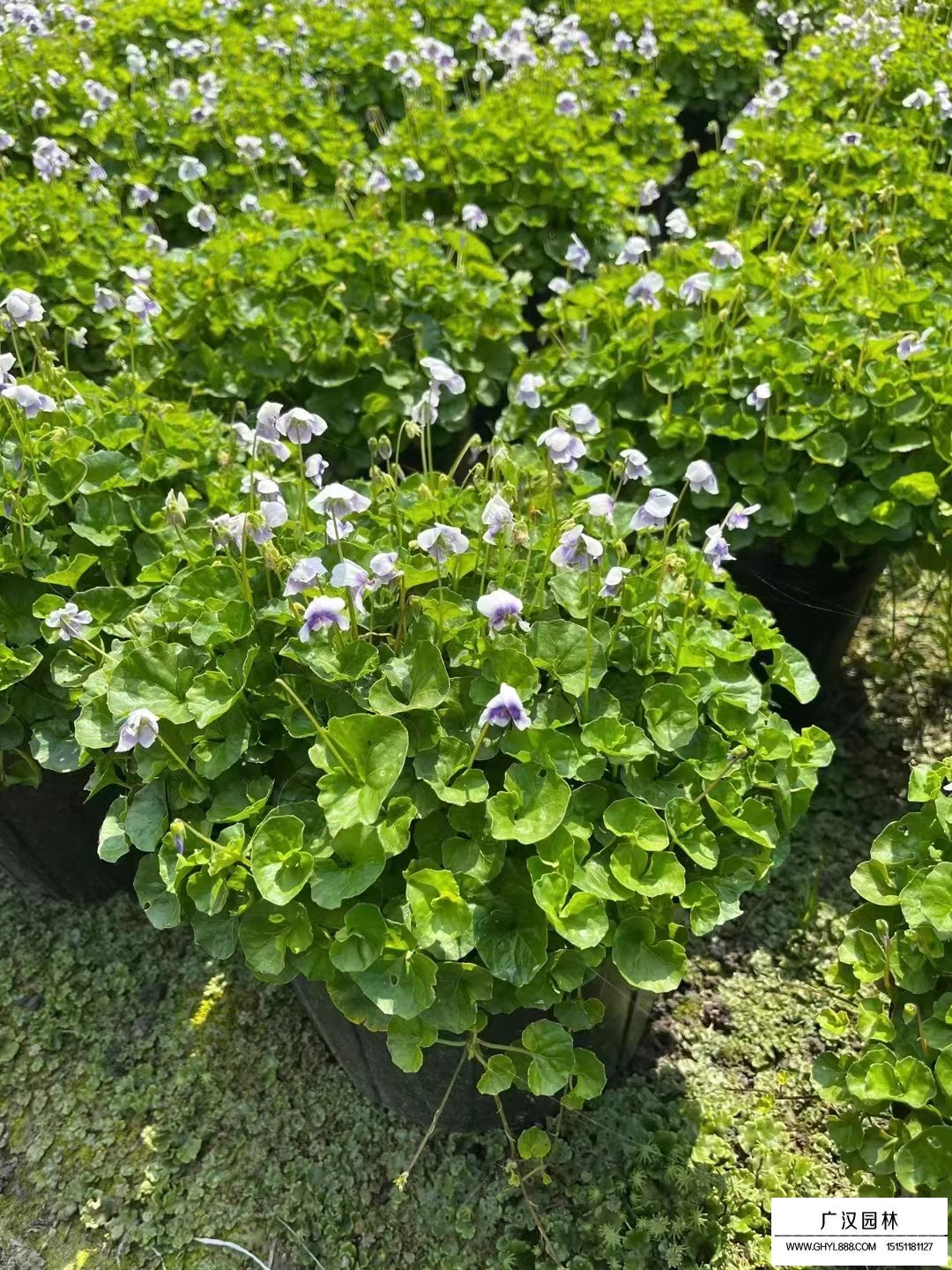 熊貓堇(圖1)
