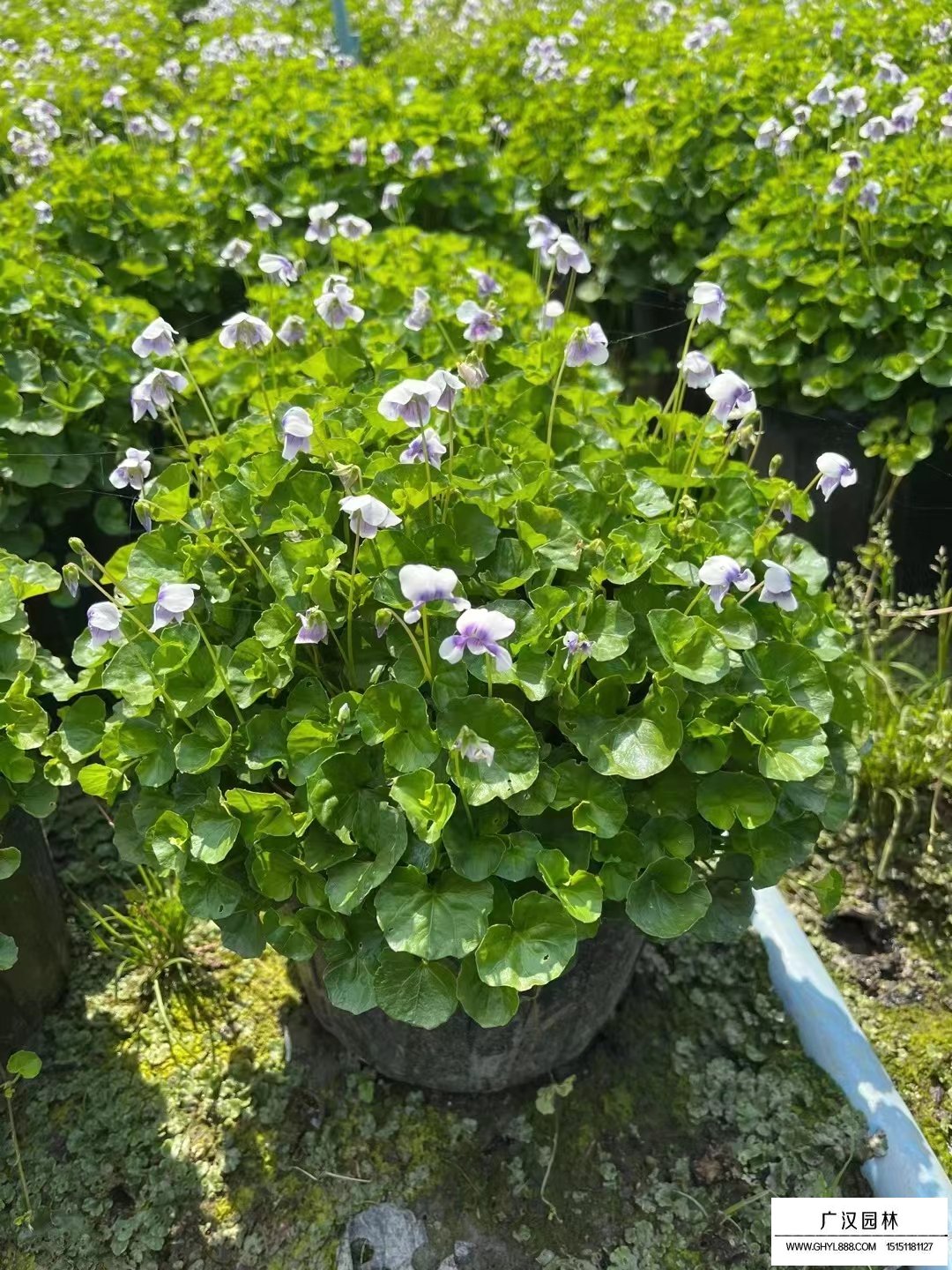 熊貓堇(圖3)