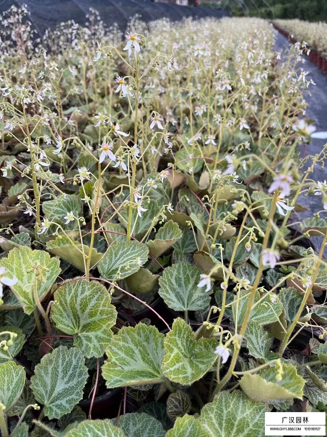 虎耳草(圖1)