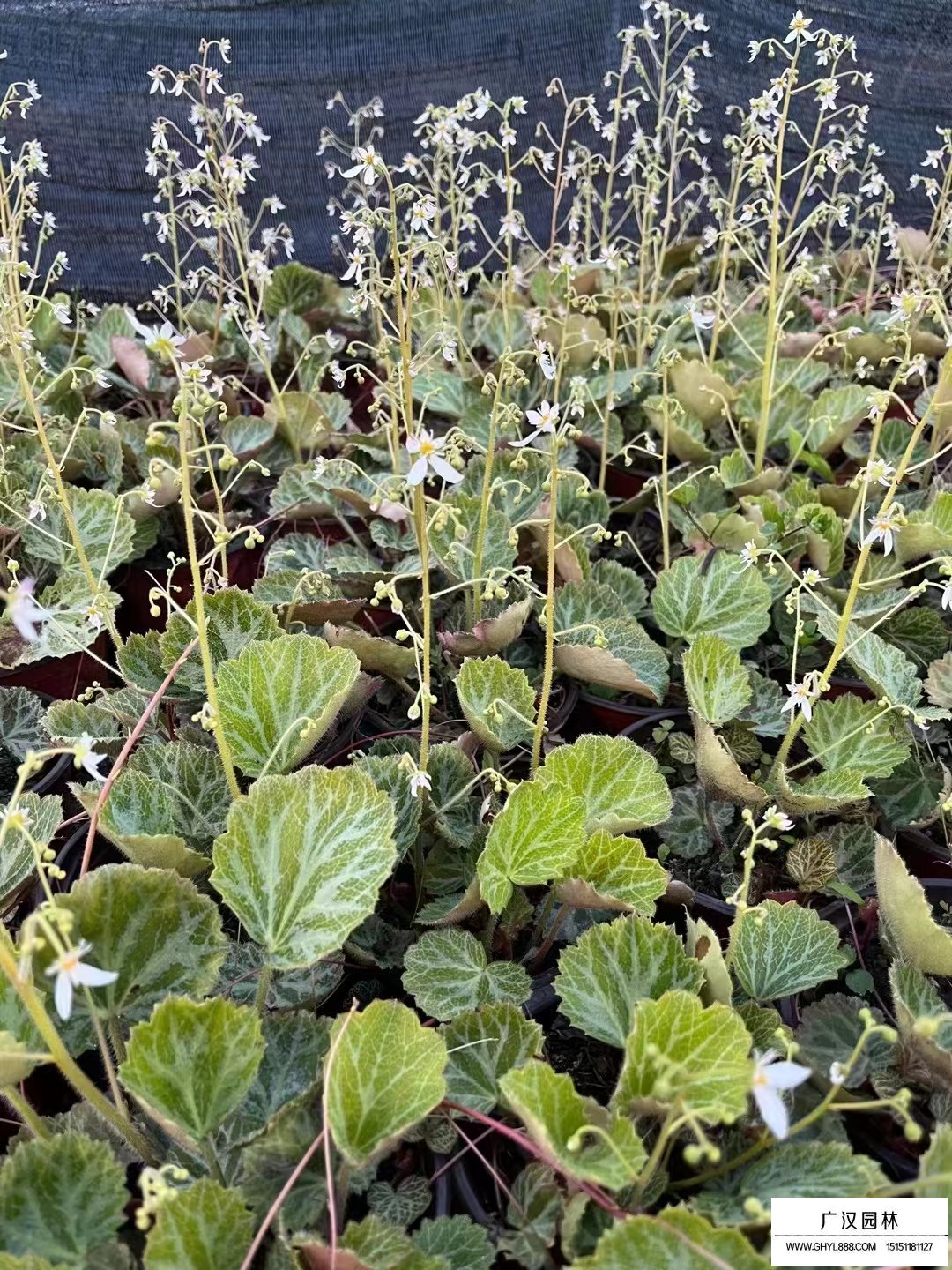 虎耳草(圖2)