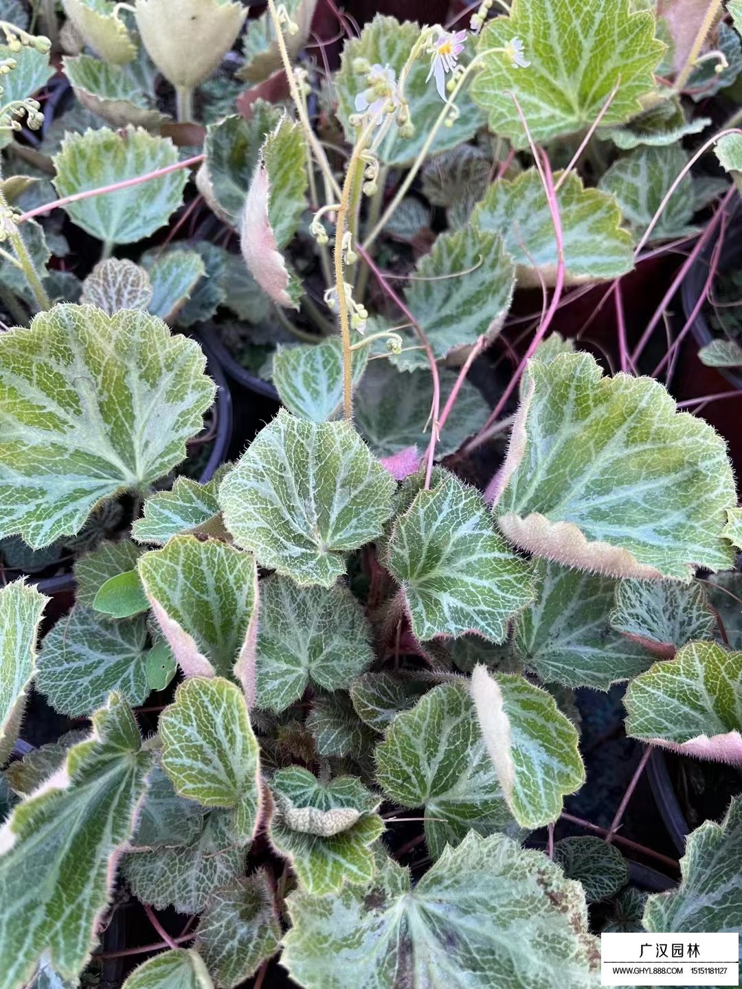 虎耳草(圖3)