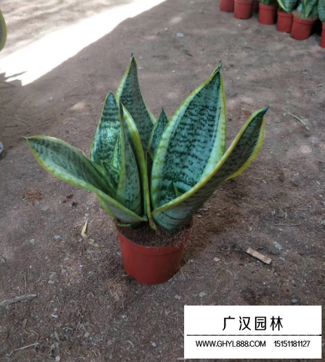 虎皮蘭
