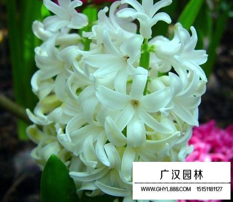 風信子花語是什么？有什么寓意？