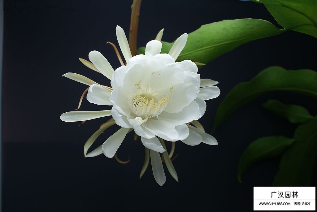 曇花花語是什么？有什么故事？