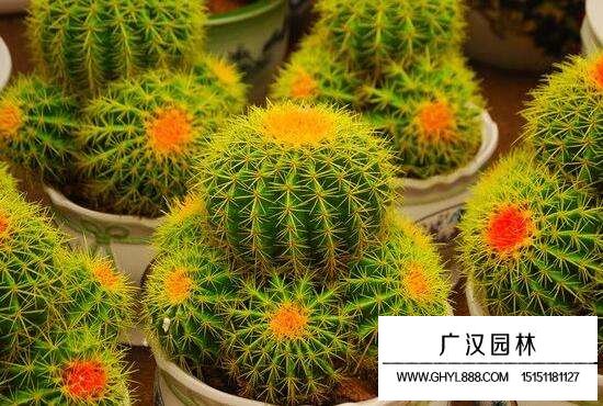 仙人球的花語與寓意是什么？