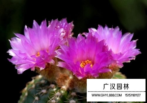 仙人球的花語與寓意是什么？