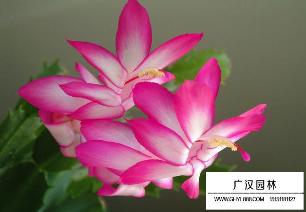 蟹爪蘭花圖片
