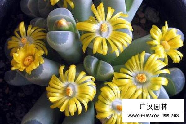 生石花圖片