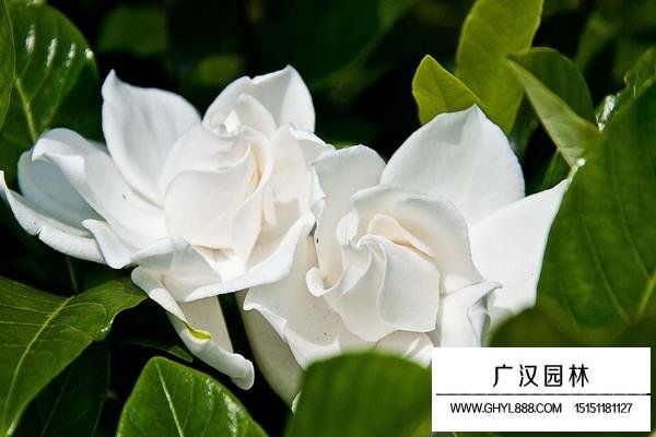 梔子花圖片