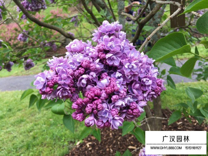 紫丁香圖片