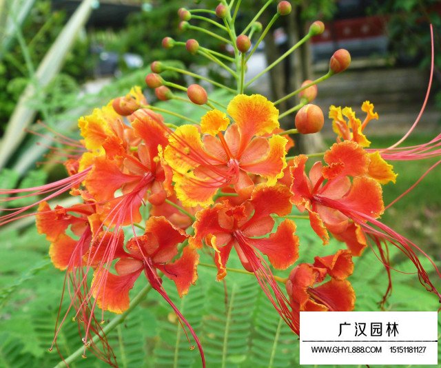 金鳳花圖片