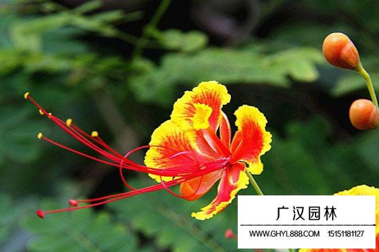 金鳳花圖片