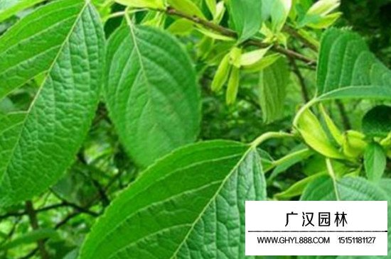 杜仲樹移栽方法