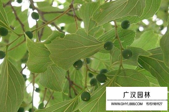 樸樹的修剪季節