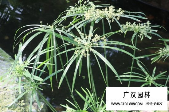 臺灣竹的養殖方法和注意事項