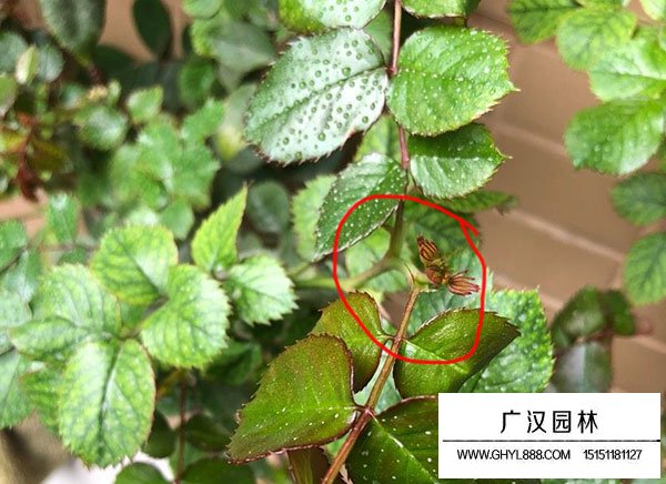 月季徒長枝怎么識別