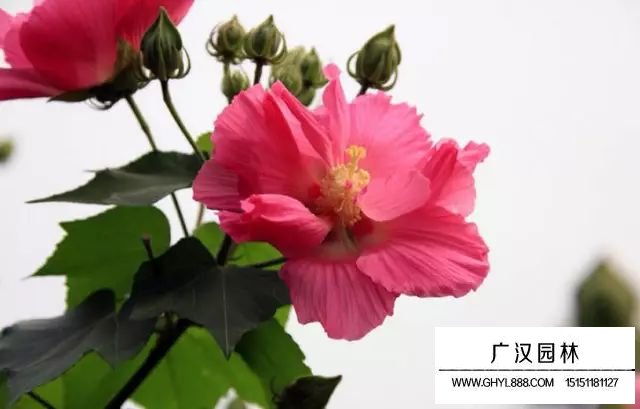 芙蓉花如何葉插