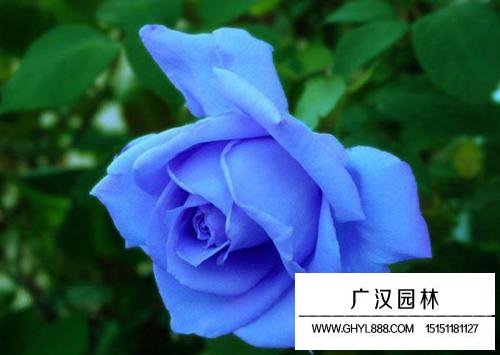 月季花花語，純潔的愛