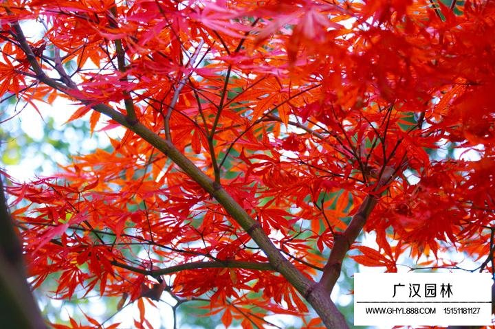 紅楓葉子