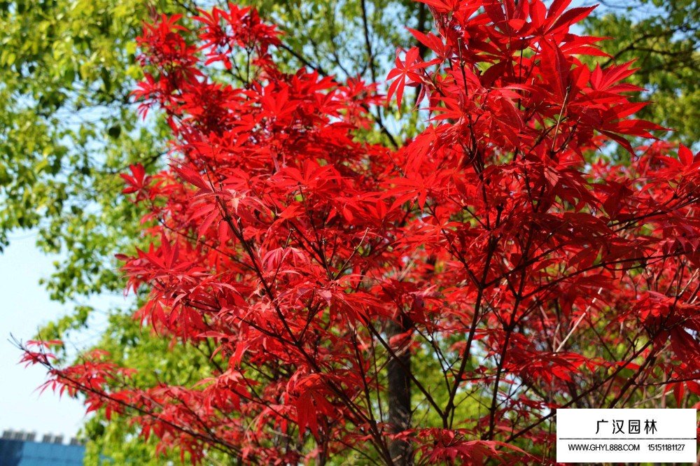 紅楓葉子