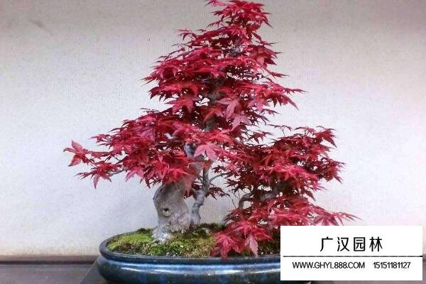 紅楓盆栽