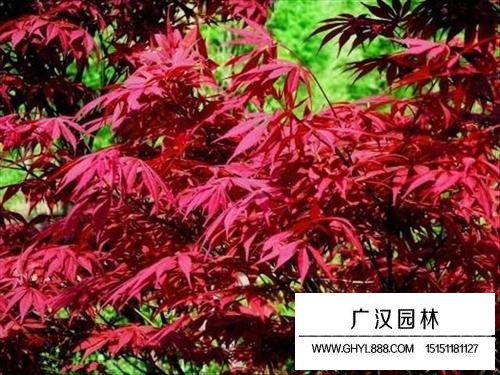 紅楓
