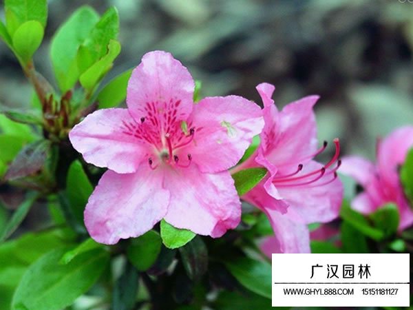 毛杜鵑