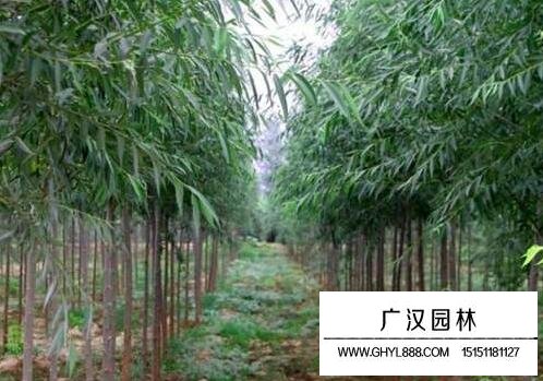 柳樹葉斑病的防治方法