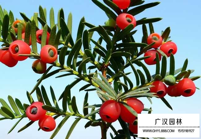 紅豆杉