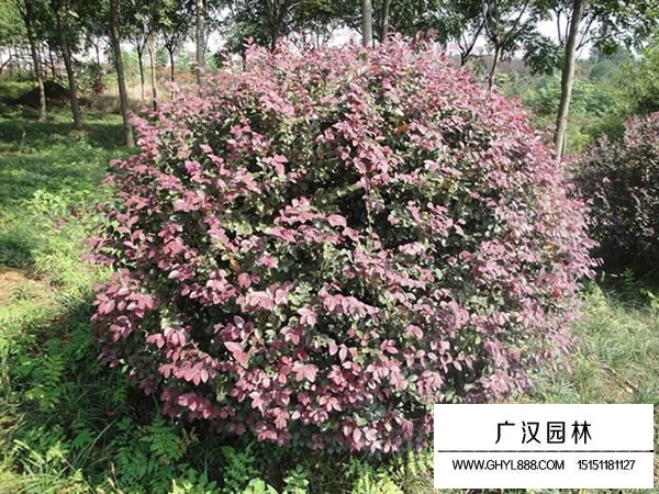 紅花檵木