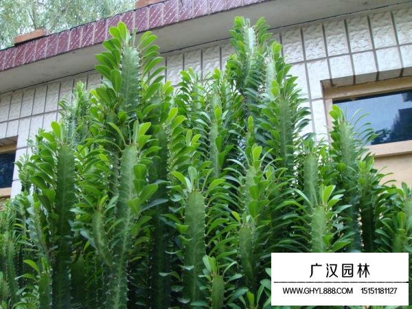 龍骨柱
