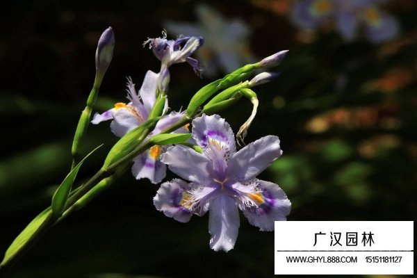 鳶尾花
