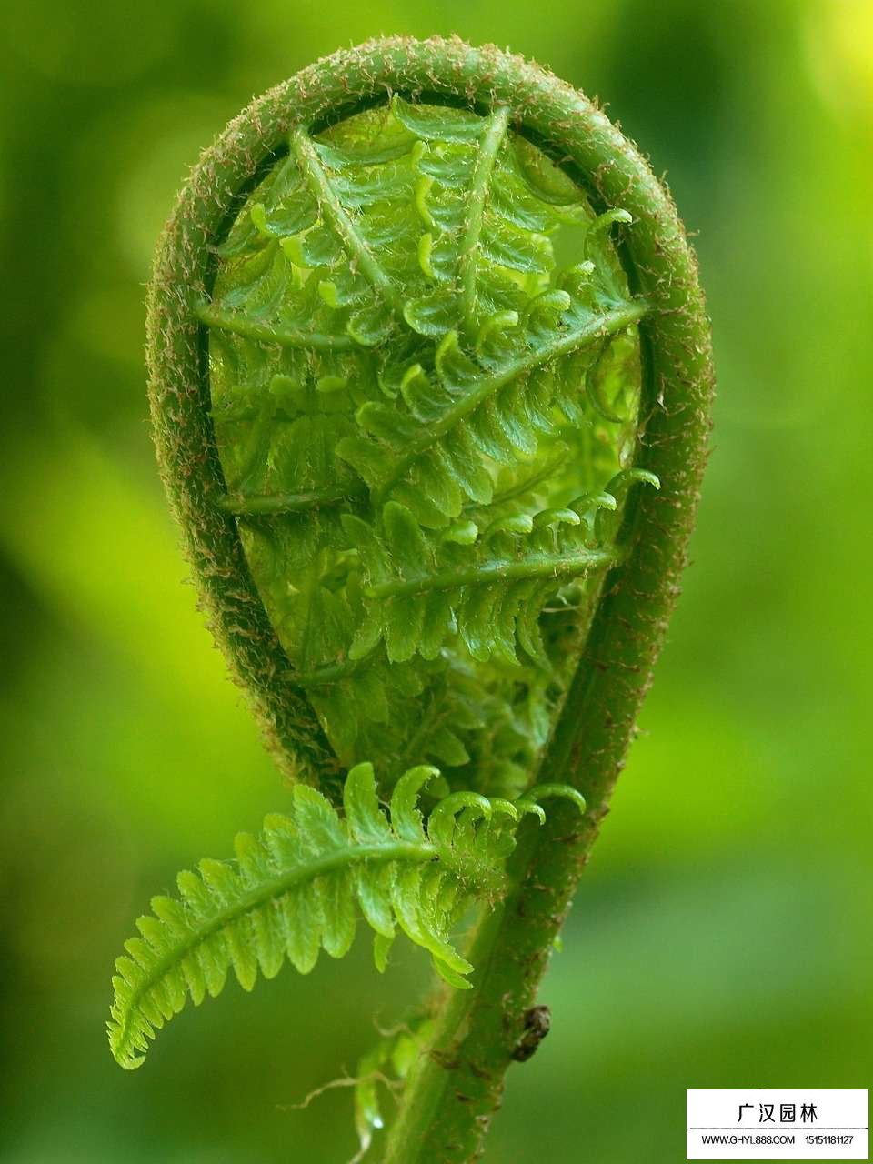 蕨類植物的幼葉為什么是卷曲的