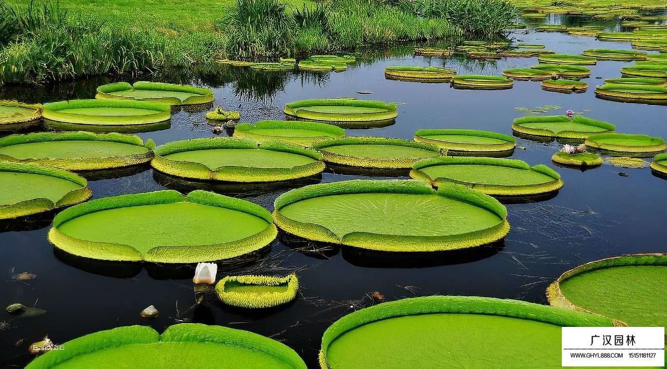 水生植物的葉子為什么能漂浮在水面