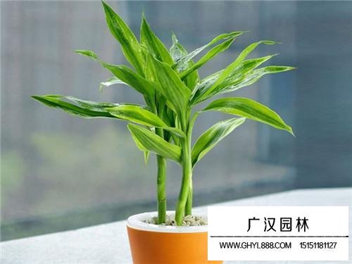 水養竹子葉子發黃怎么補救