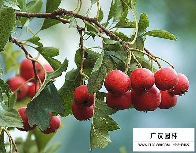 山楂花語
