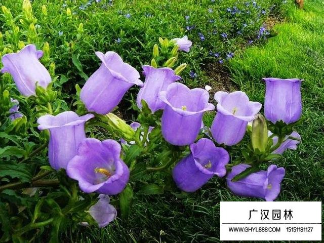 風鈴草花語