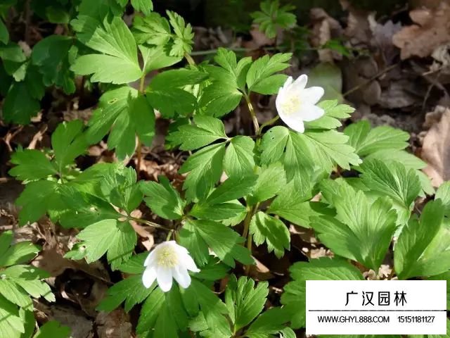 袋草花語