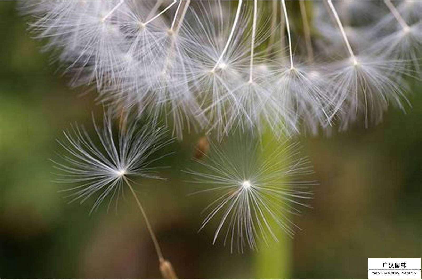 蒲公英的種子為什么可以飛很遠