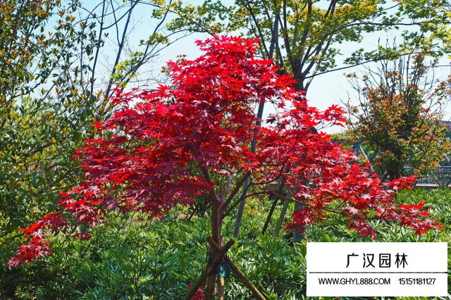 紅葉雞爪槭