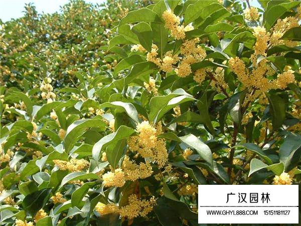 桂花圖片