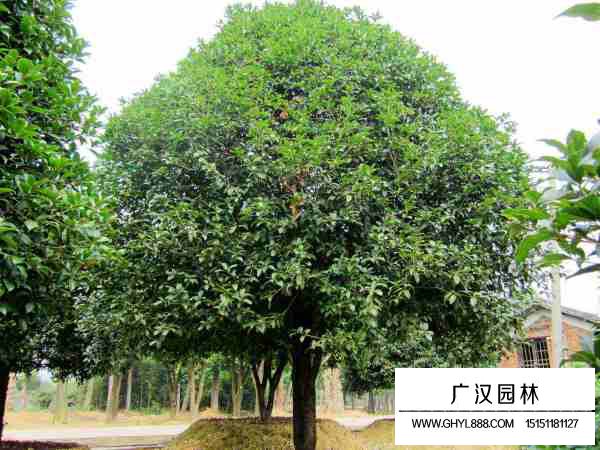 桂花樹炭疽病的防治