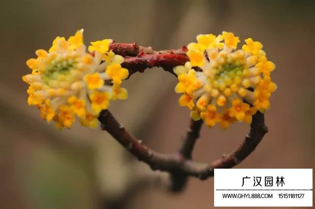 結香花有毒嗎
