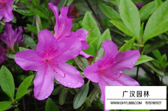 杜鵑花