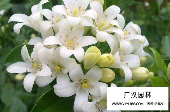 夜來香