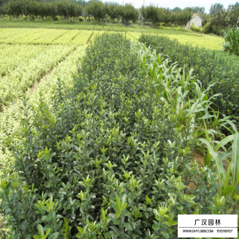 大葉黃楊苗