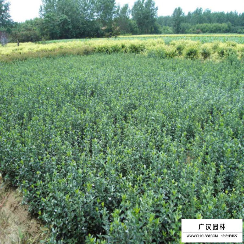 大葉黃楊價格