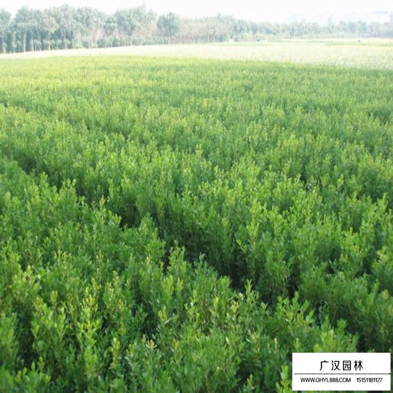 小葉黃楊價格表