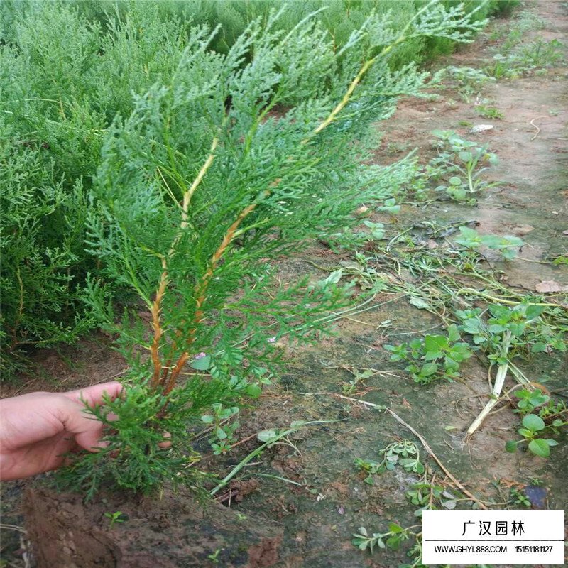四川柏樹原木價格