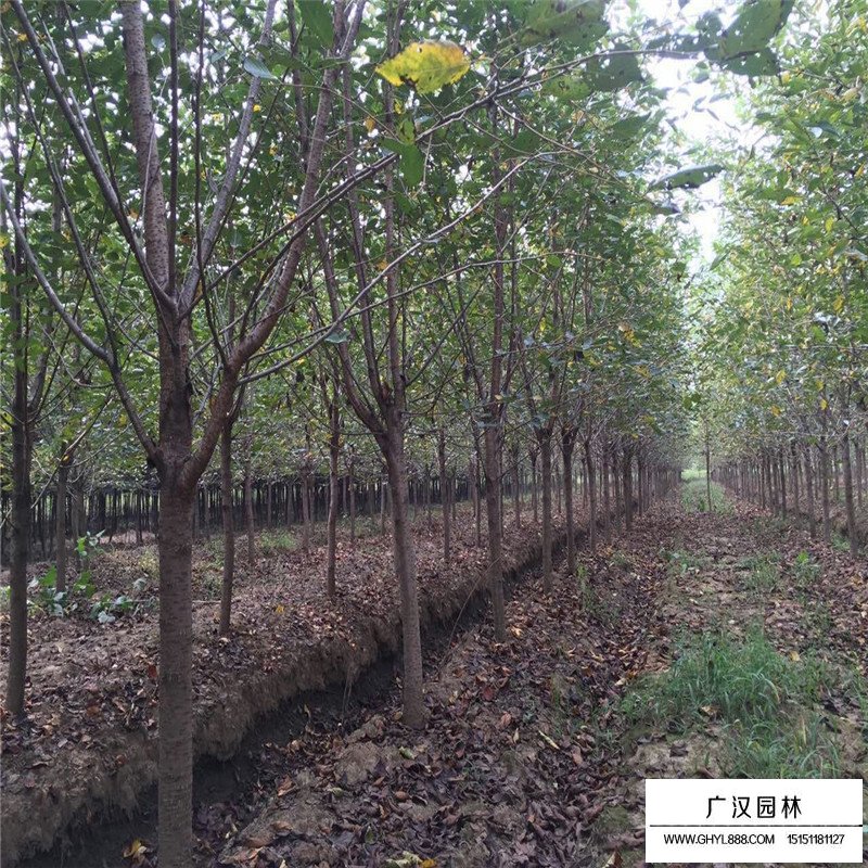 櫻花樹多少錢一棵